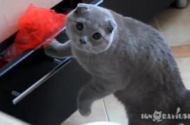 Regarder des vidéos de chats pour financer la lutte contre le cancer